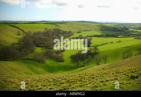 Une vue sur paysage vallonné de Eggardon Hill reste d'un fort romain nr Bridport Dorset Grande-bretagne Banque D'Images