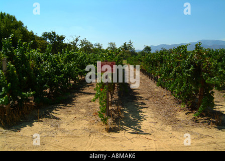 Les vignes croissant sous ciel bleu clair à Boschendal Winery Franschhoek Valley de l'Afrique du Sud Banque D'Images