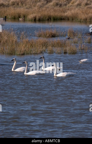 Les cygnes trompettes et les Canards colverts nager dans un étang zones humides Banque D'Images