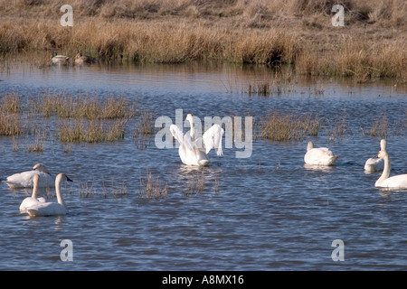 Les cygnes trompettes et les Canards colverts nager dans un étang zones humides Banque D'Images