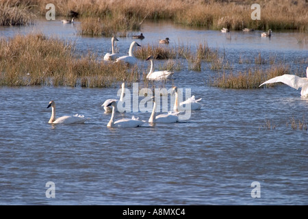 Les cygnes trompettes et les Canards colverts nager dans un étang zones humides Banque D'Images