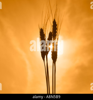 Du blé contre un ciel d'or Banque D'Images