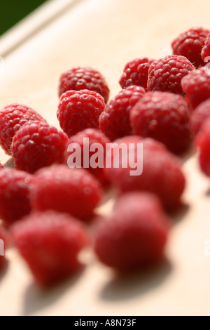 PORTRAIT D'UN GRAND NOMBRE DE FRAMBOISES SUR UN FOND DE BOIS AVEC L'ACCENT PEU PROFONDES Banque D'Images