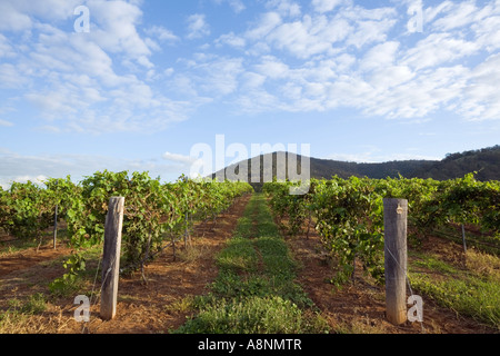 Wine Country - Hunter Valley, New South Wales, Australia Banque D'Images