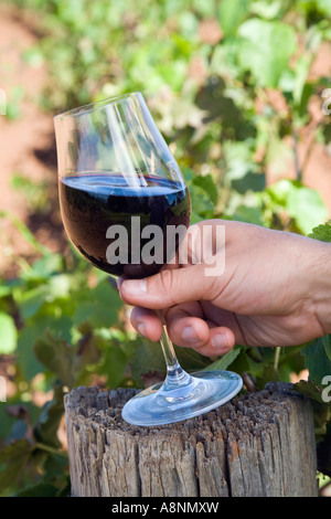 Dégustation de vins - Hunter Valley, Nouvelle-Galles du Sud EN AUSTRALIE Banque D'Images