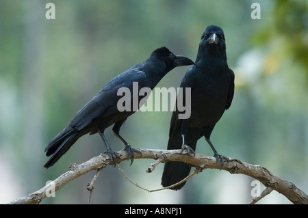 Corneilles ou à gros bec (Corvus macrorhynchos Jungle) se lisser une de l'autre parc National de Kanha EN INDE Banque D'Images