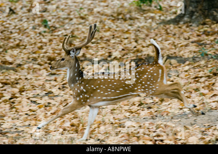 Repéré ou Axis (Axis axis) Cerf sautant Parc National de Kanha EN INDE Banque D'Images