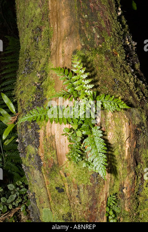 Fougères mousses et lichens poussant sur tronc d'arbre forestier Tararua Île du Nord Nouvelle-zélande Banque D'Images