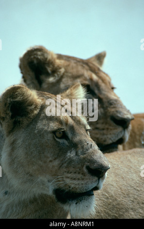 Les Lions à l'Etosha National Park, Namibie. Banque D'Images