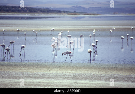 Flamands roses à Laguna de Fuente de Piedra, Espagne Banque D'Images