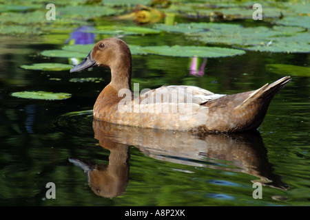 Un canard est un avec des oiseaux d'un vaste projet de loi contondant courtes jambes pieds palmés et une démarche dandinant Banque D'Images