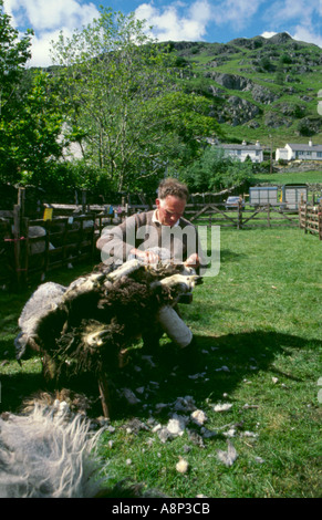 Une tonte des moutons Herdwick traditionnels à l'aide de cisailles à main, Langdale, Parc National de Lake District, Cumbria, England, UK. Banque D'Images