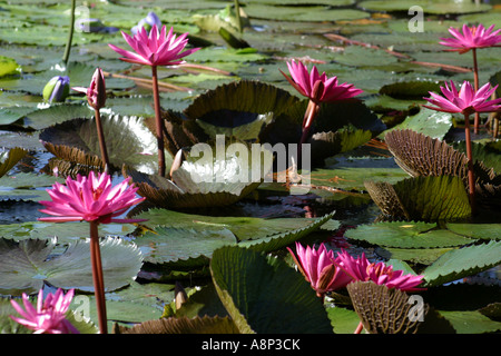 Water Lily une plante bulbeuse avec de grandes fleurs odorantes généralement en forme de trompette sur une mince tige Banque D'Images