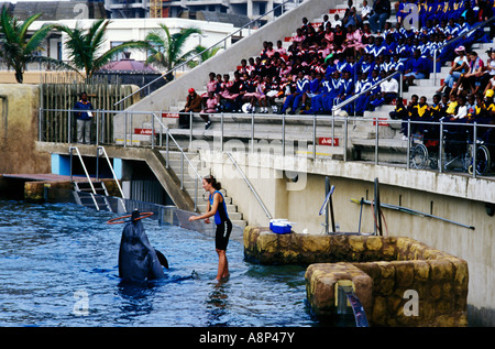 Ushaka Marine World Dolphin show, Durban, Afrique du Sud Banque D'Images