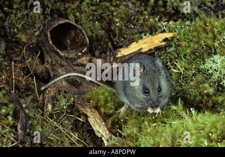 Souris à queue longue Pseudomys higginsi endémique de Tasmanie photographié en Tasmanie Banque D'Images