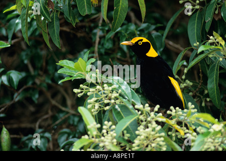 Oiseau Regent Sericulus chrysocephalus homme photographié dans le Queensland en Australie Banque D'Images