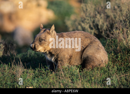 À nez poilu du sud Wombat Lasiorhinus latifrons photographié à Victoria en Australie Banque D'Images