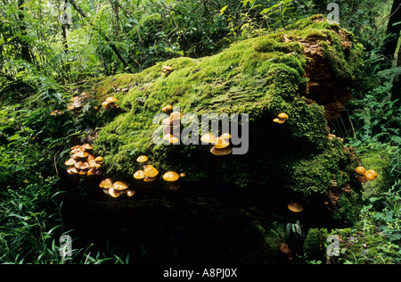 La beauté dans la nature, la mousse, la croissance des champignons sur l'arbre tombé mort, la forêt montagnarde d'Afro, la ceinture de brume de Drakensberg uKhahlamba, KwaZulu-Natal, Afrique du Sud, les plantes Banque D'Images