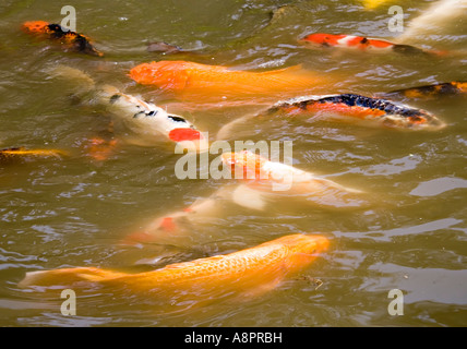 Japanese Koi étang de surface alimentant à USA Banque D'Images