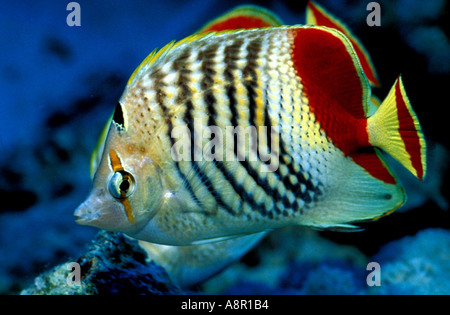 Papillons (Chaetodon paucifasciatus Redback), close-up Banque D'Images