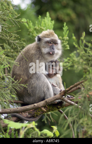 Macaque crabeating Banque D'Images