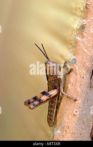 Les sauterelles sont un groupe d'insectes appartenant au sous-ordre Caelifera. Banque D'Images