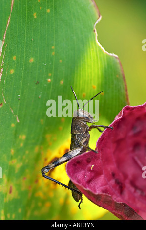 Les sauterelles sont un groupe d'insectes appartenant au sous-ordre Caelifera. Banque D'Images