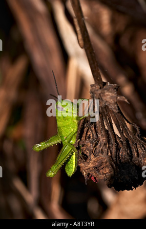 Les sauterelles sont un groupe d'insectes appartenant au sous-ordre Caelifera. Banque D'Images