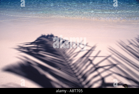 Palm tree shadows sur plage de sable fin dans les tropiques avec de l'eau léchant doucement Banque D'Images