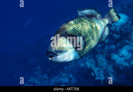 Balistoildes viridescens, balistes Titan, natation sur pente récifale externe dans les Maldives, l'Océan Indien Banque D'Images