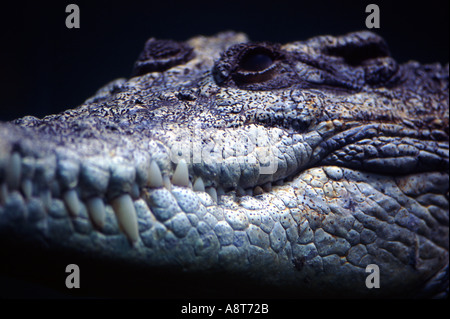 Crocodiles agresseur australienne Banque D'Images