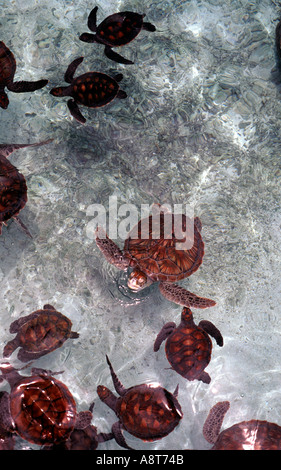 Les jeunes tortues nager en eau peu profonde Banque D'Images