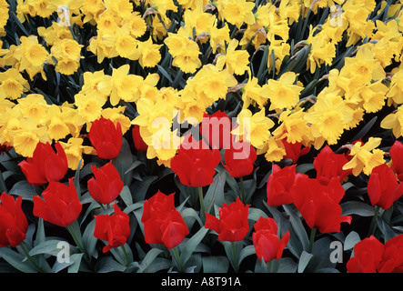 Tulipes et narcisses dans le Keukenhof Amsterdam Pays-Bas Banque D'Images