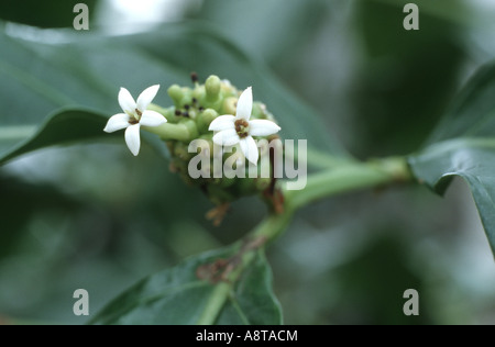 Indian Mulberry, antalgique (Morinda Citrifolia Morinda, bracteata), les fleurs Banque D'Images