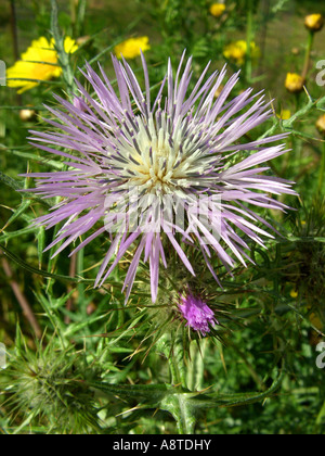 Chardon comestible, sanglier, chardon Chardon pourpre, le Chardon de lait (Galactites tomentosa), inflorescence, Espagne, Majorque Banque D'Images