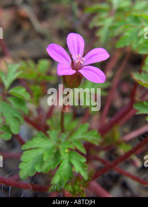 Herb Robert (Geranium robertianum), oranger, unique en Espagne, Majorque Banque D'Images