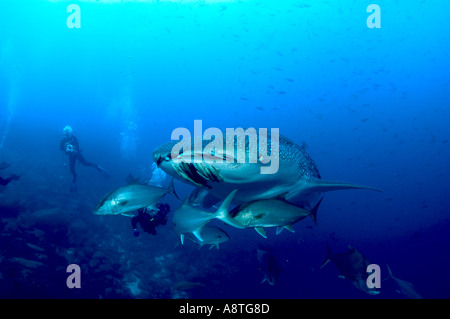 Tourné avant d'un bébé âgé de 4 semaines du requin-baleine, né dans les îles Galápagos baigne parmi les autres poissons Rhincodon typus Banque D'Images