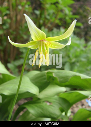 Trout Lily, Lily Fawn Tuolumne, fawnlily Tuolumne, Adder's Tongue, Dent de chien, Lily Erythronium tuolumnense Lily Dent de chien Banque D'Images