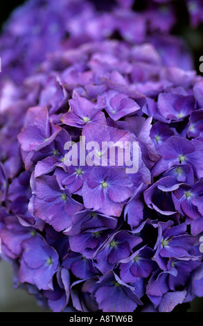 Hortensia BLEU DE PLUS EN PLUS d'arbustes jardin préfère la mi-ombre et un sol acide POUR GARDER LA COULEUR BLEU Banque D'Images