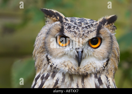 Eagle Owl Bubo bubo eurasien Banque D'Images