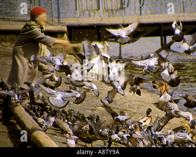 L'alimentation de la personne sans-abri pigeons près de l'eau Banque D'Images