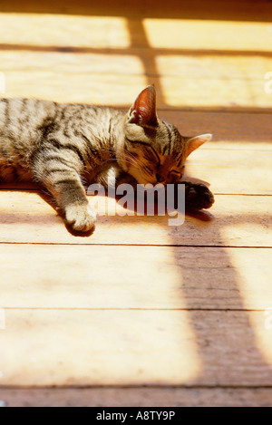 Vue intérieure du chat tigré endormi sur un plancher en bois est monté à bord. Banque D'Images