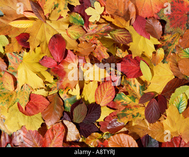 Close up of éparses, feuilles mortes. Banque D'Images