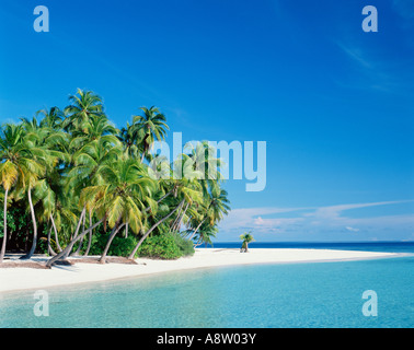 Les Maldives. Tropical Beach. Banque D'Images