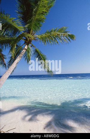 Les Maldives. Voir l'océan de l'horizon d'une plage avec lone cocnut palmier.palmiers Maldives Banque D'Images