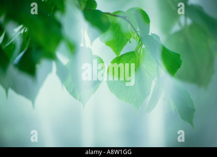 Feuilles vert translucide close up. Banque D'Images