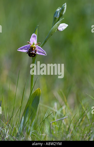 L'orchidée abeille (Ophrys apifera) croissant sur nice avec banque hors focus contexte Biggleswade bedfordshire Banque D'Images
