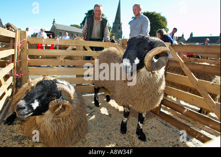 Agriculteur veille sur ses brebis à Masham Moutons juste Yorkshire Angleterre UK Banque D'Images