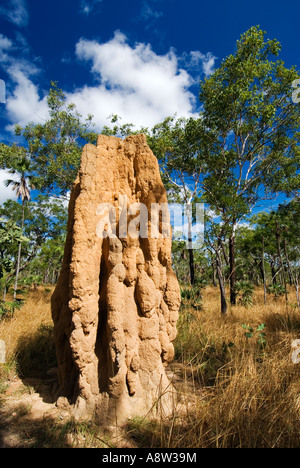 Grande colline termites dans le Litchfield National Park dans les Territoires du Nord de l'Australie Banque D'Images