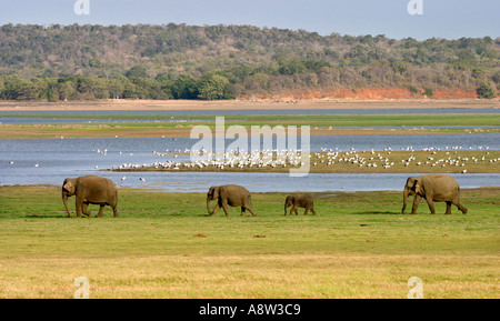 Eléphants du Sri Lanka - famille d'éléphants marchant sur une ligne en face d'un lac; parc national de Méneriya; Sri Lanka; Asie Banque D'Images